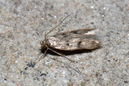 Réf. 241 755 : Borkhausenia nefrax
